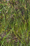 Shortbeak sedge